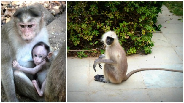 vor affen nie die zähne zeigen! deuten sie als angriff. also nichts mit anlächeln.