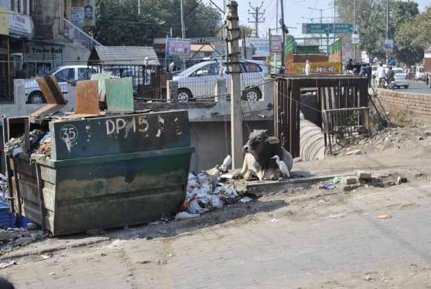 muhli entspannt am straßenrand.