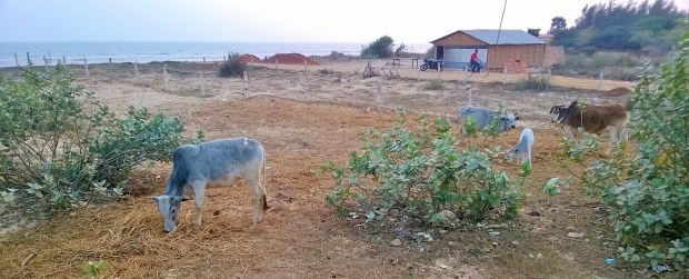 muhlis sind überall.